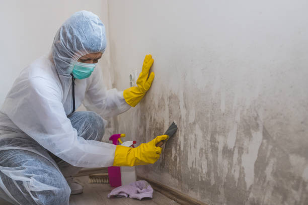 Crawl Space Mold Removal in White City, UT