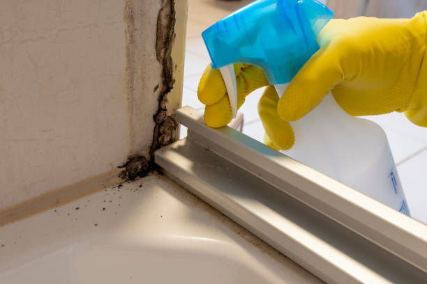 Best Mold Testing  in White City, UT
