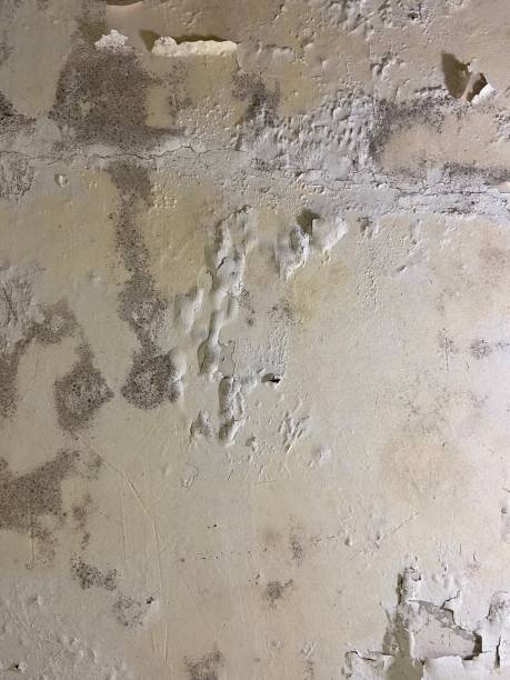 Best Affordable Mold Removal  in White City, UT
