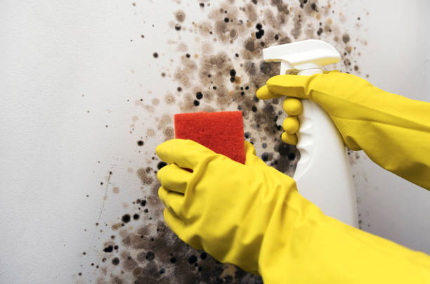 Best Residential Mold Removal  in White City, UT