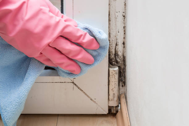 Best Black Mold Removal  in White City, UT